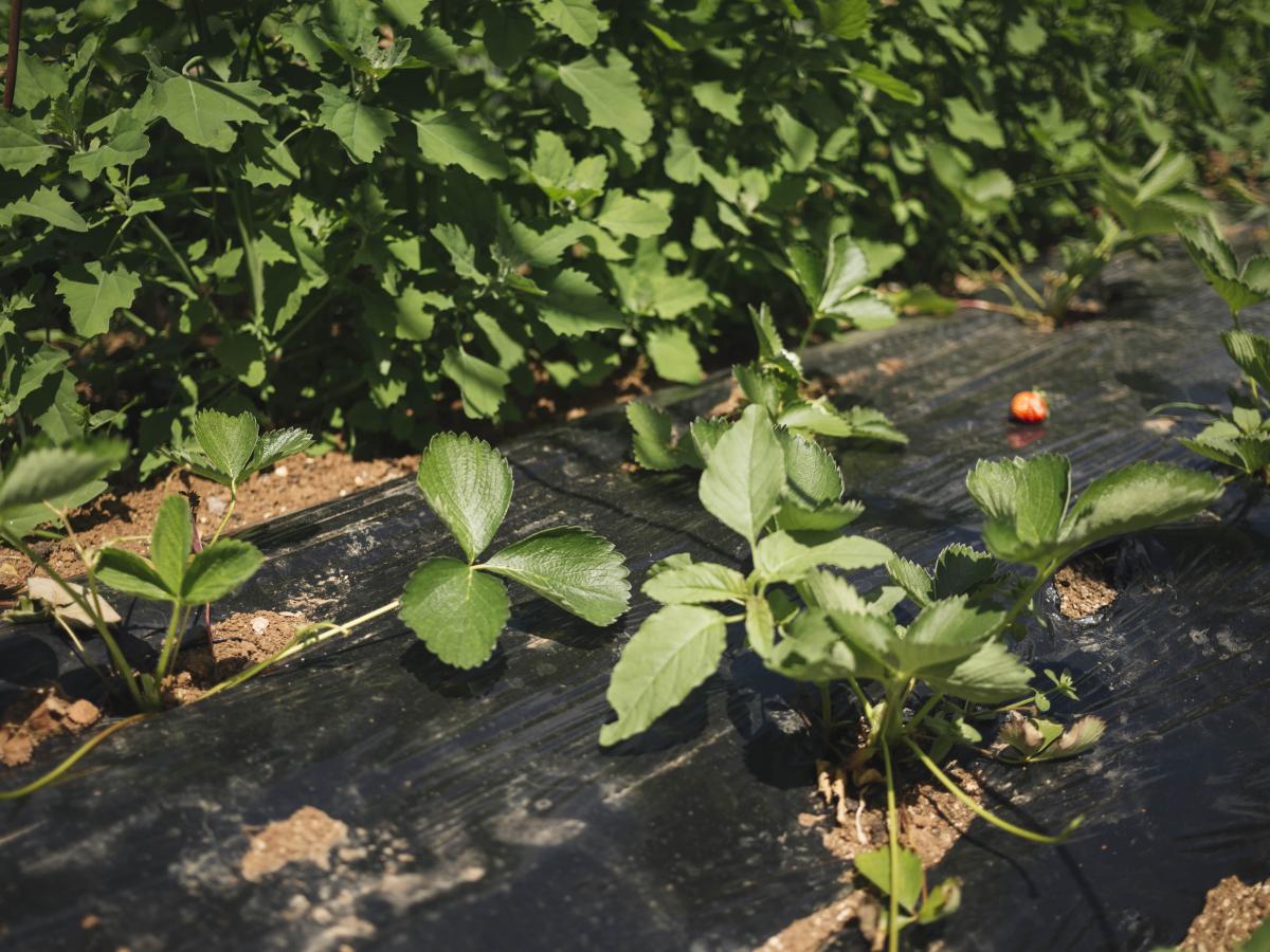 Mulch film