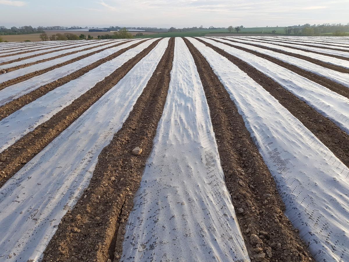 Mulch Film