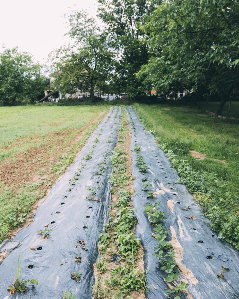 Mulch film