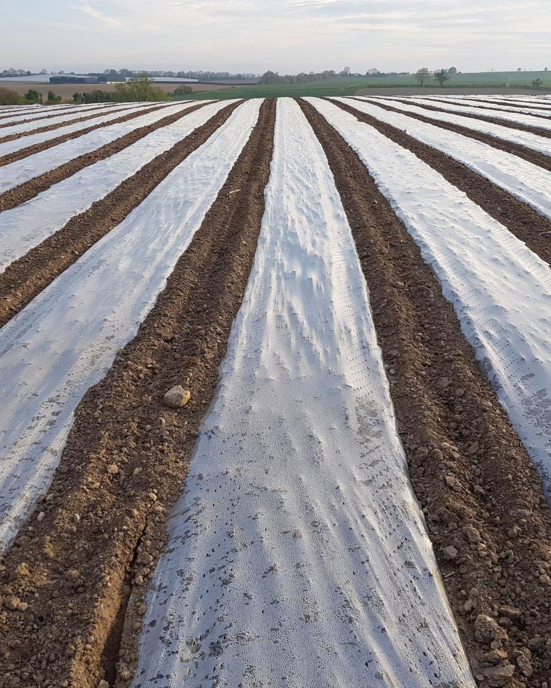 Mulch Film