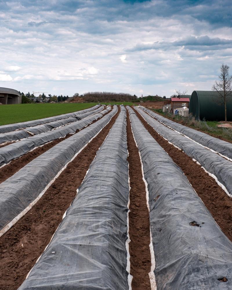 Mulch film